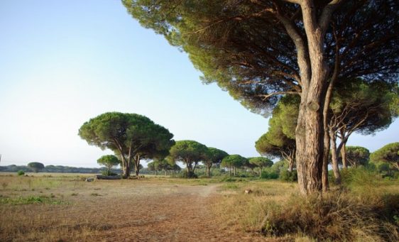 pineta_del_tombolo