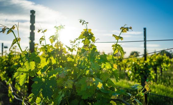 vineyard-1938926_960_720 vineyard-1938926_960_720