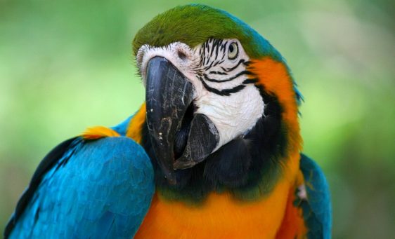 parrot-58407_960_720