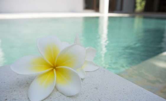 flower-1460889_960_720